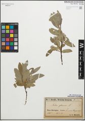 Foto von Salix glauca L.